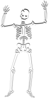 skeleton white for ghost tours